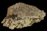 Ankylosaur Scute - Alberta (Disposition #-) #132070-1